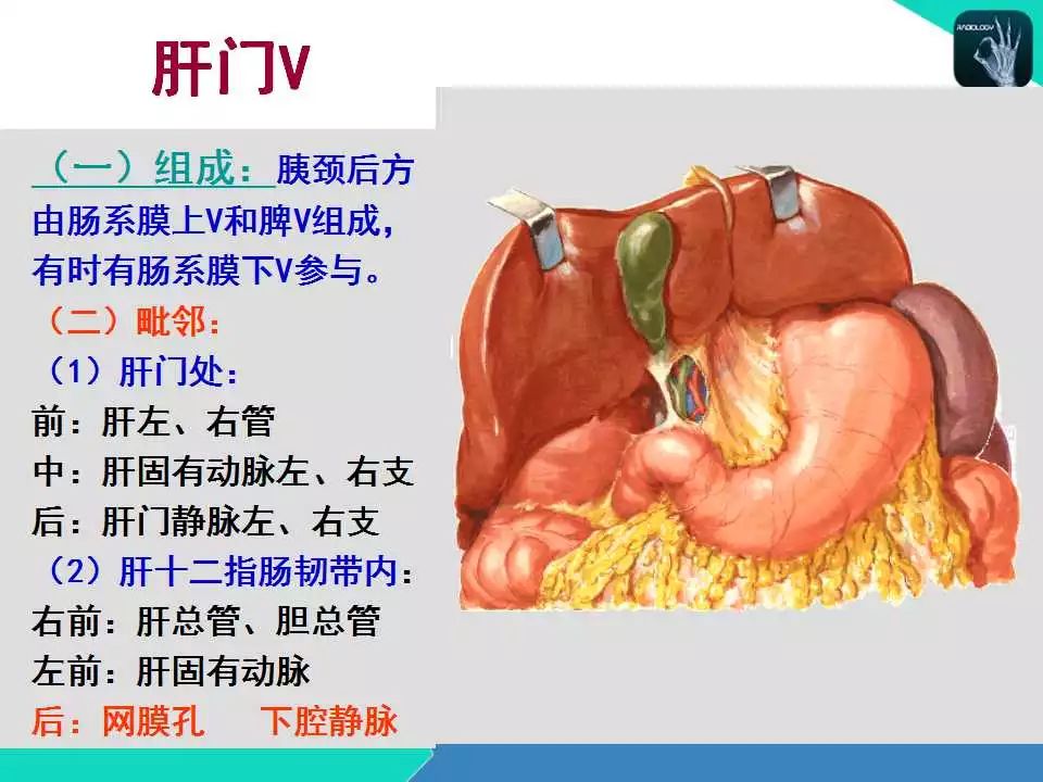 精品课件| 肝胆,门静脉解剖