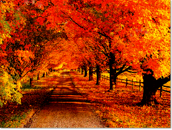 踩着地上松软的叶子 秋意正浓,风景正美 重庆的红枫季已悄然来临 小编