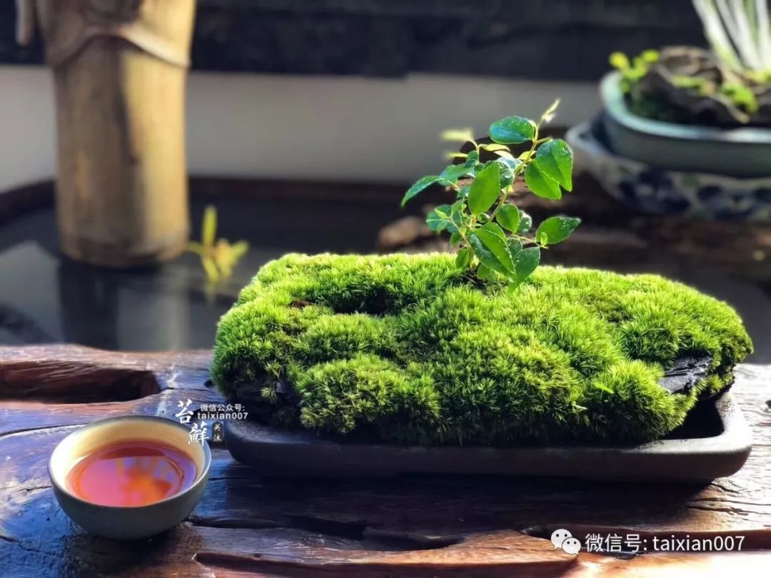 在书房,茶室,客厅摆上一盆自己制作的青苔盆景,为雅室增添一份禅意