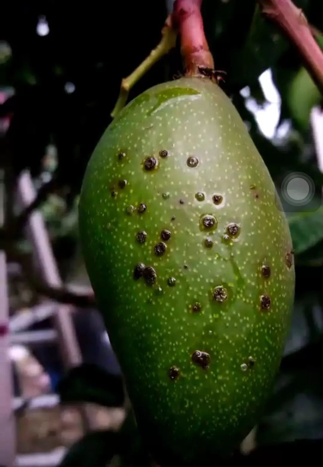 芒果里细菌性病害,首选铜制剂,防治抓好3个关键点