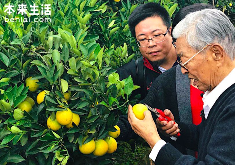 褚老认证:今年褚橙比去年更好吃!