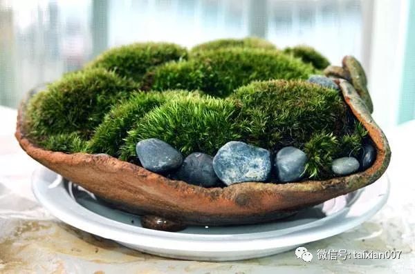 养一盆青苔禅意清远