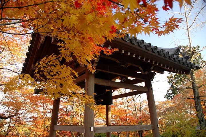 京都 名古屋 福冈 日本大众旅行地的小众赏红叶指南 时间