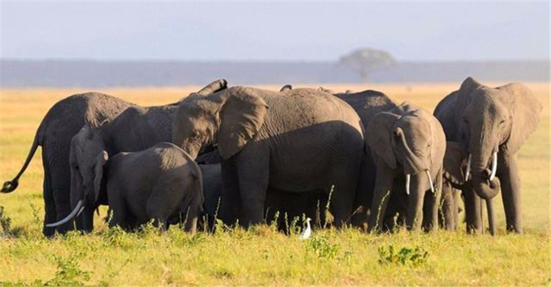 大象在草地上吃草,突然围成一个圈,看清状况后让人们赞叹!