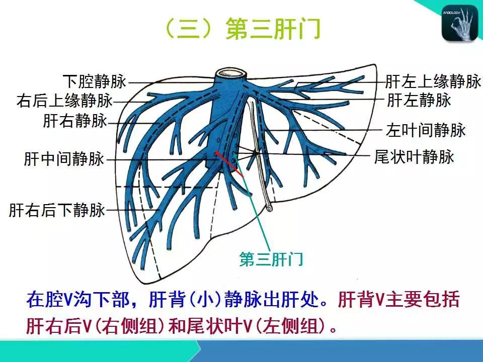 精品课件肝胆门静脉解剖