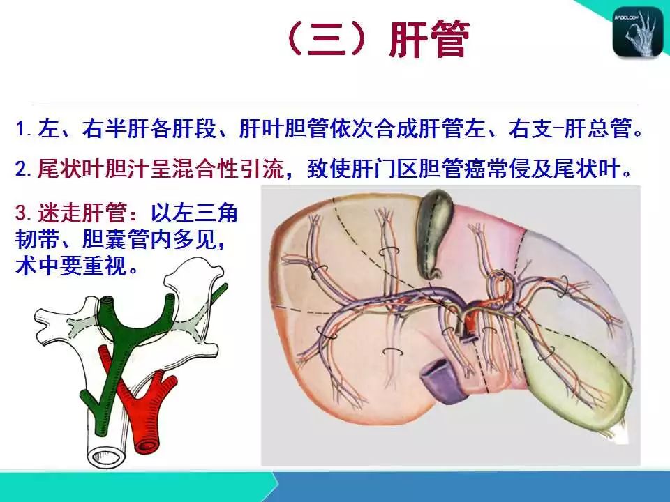 精品课件| 肝胆,门静脉解剖