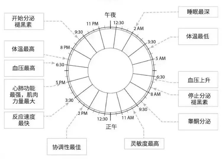 昼夜节律更为人所知的名称叫 生物钟.光线是最重要的生物钟调节器.