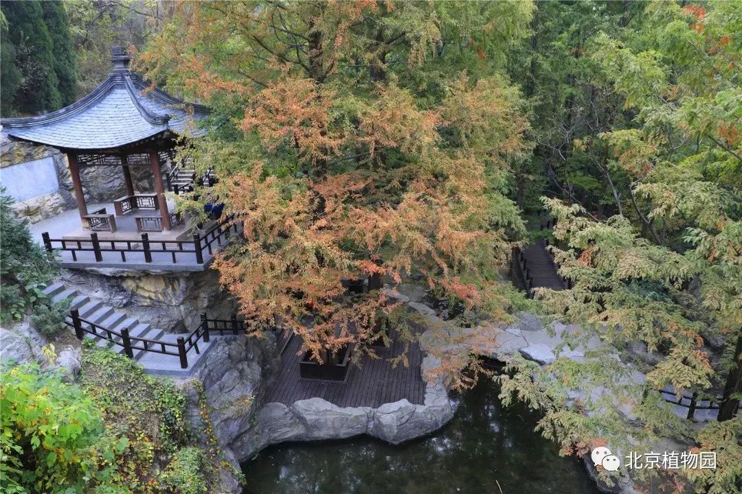 樱桃沟秋色渐浓_北京植物园