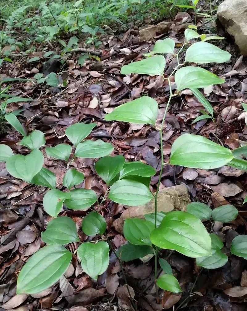 菝葜(bá qiā)