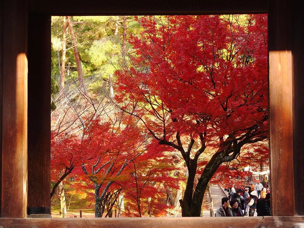 京都 名古屋 福冈 日本大众旅行地的小众赏红叶指南 时间