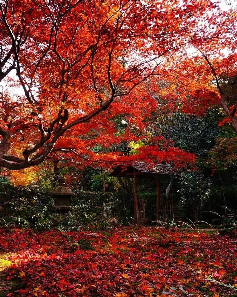 京都 名古屋 福冈 日本大众旅行地的小众赏红叶指南 时间