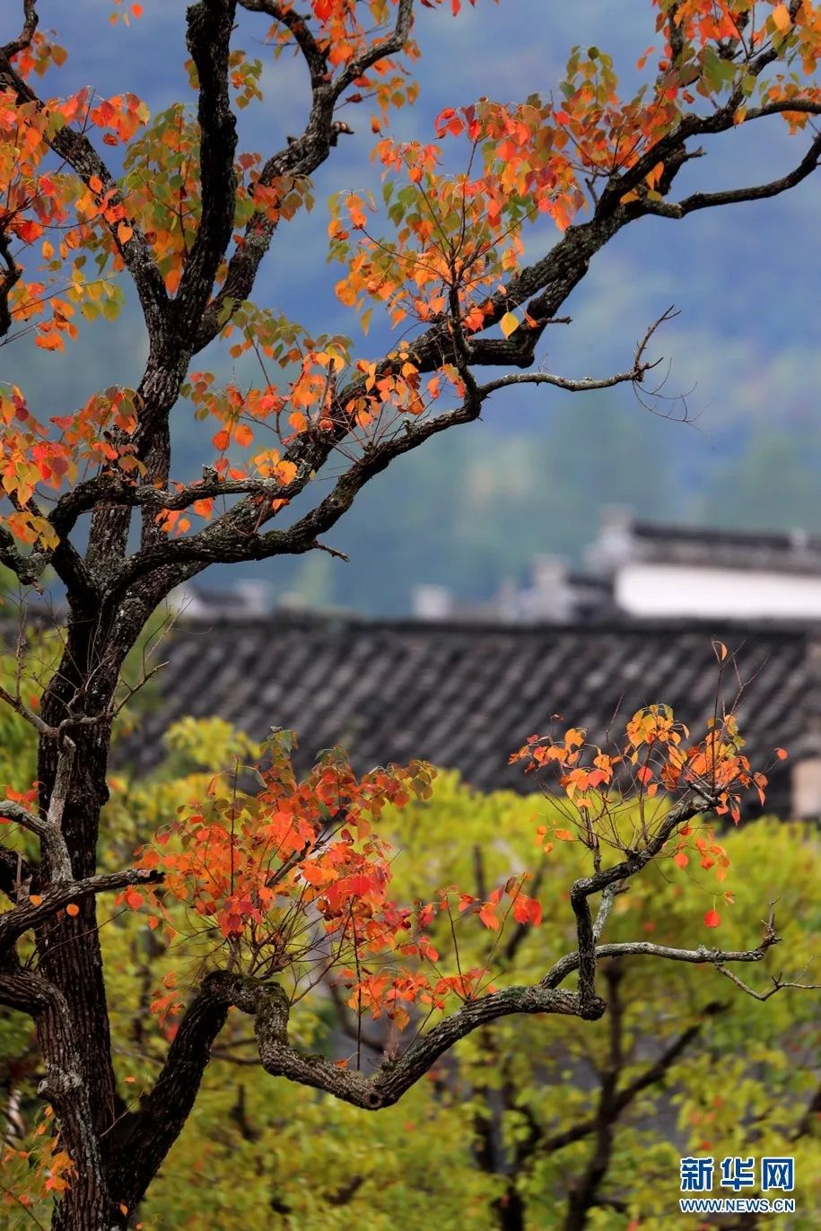 塔川红叶最新景观预报,绝美秋色近在眼前!