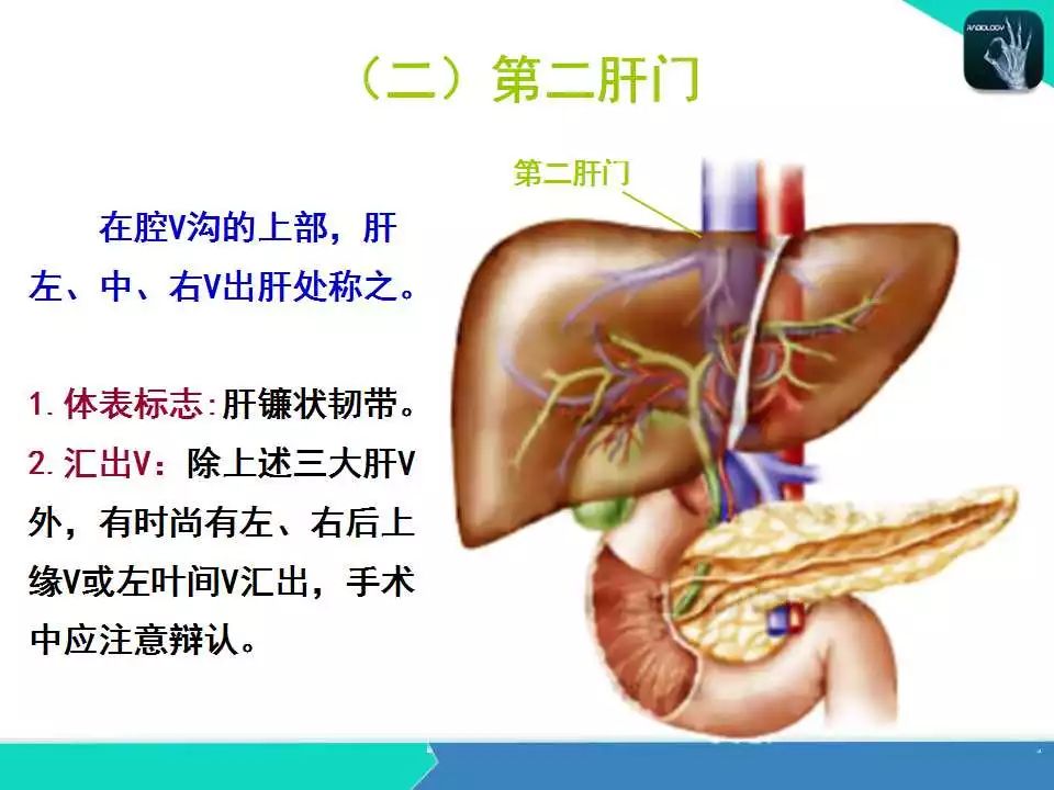 精品课件| 肝胆,门静脉解剖