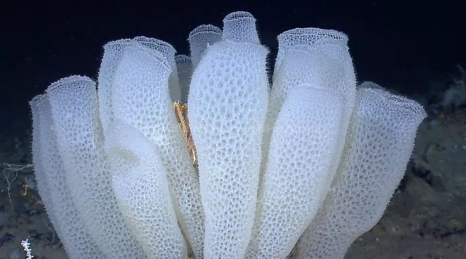 海绵是一种生活在深海底,因其玻璃似的复杂的骨架结构而得名的生物