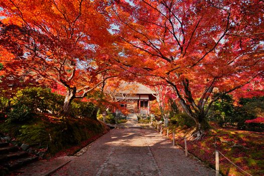 京都 名古屋 福冈 日本大众旅行地的小众赏红叶指南 时间