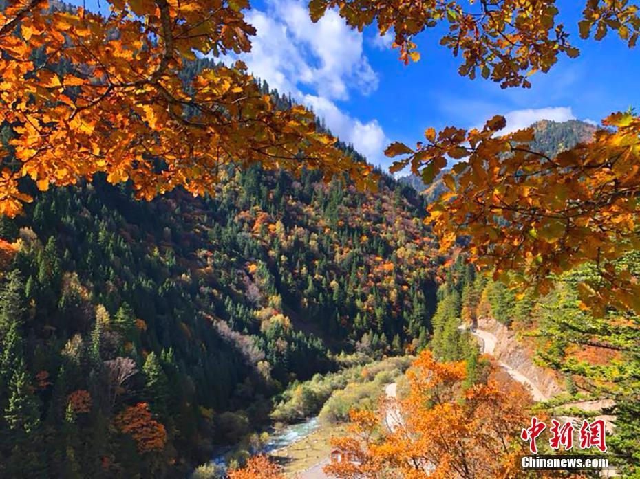 四川阿坝:金秋季节赏秋色 黑水彩林引人醉