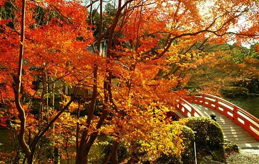 京都 名古屋 福冈 日本大众旅行地的小众赏红叶指南 时间