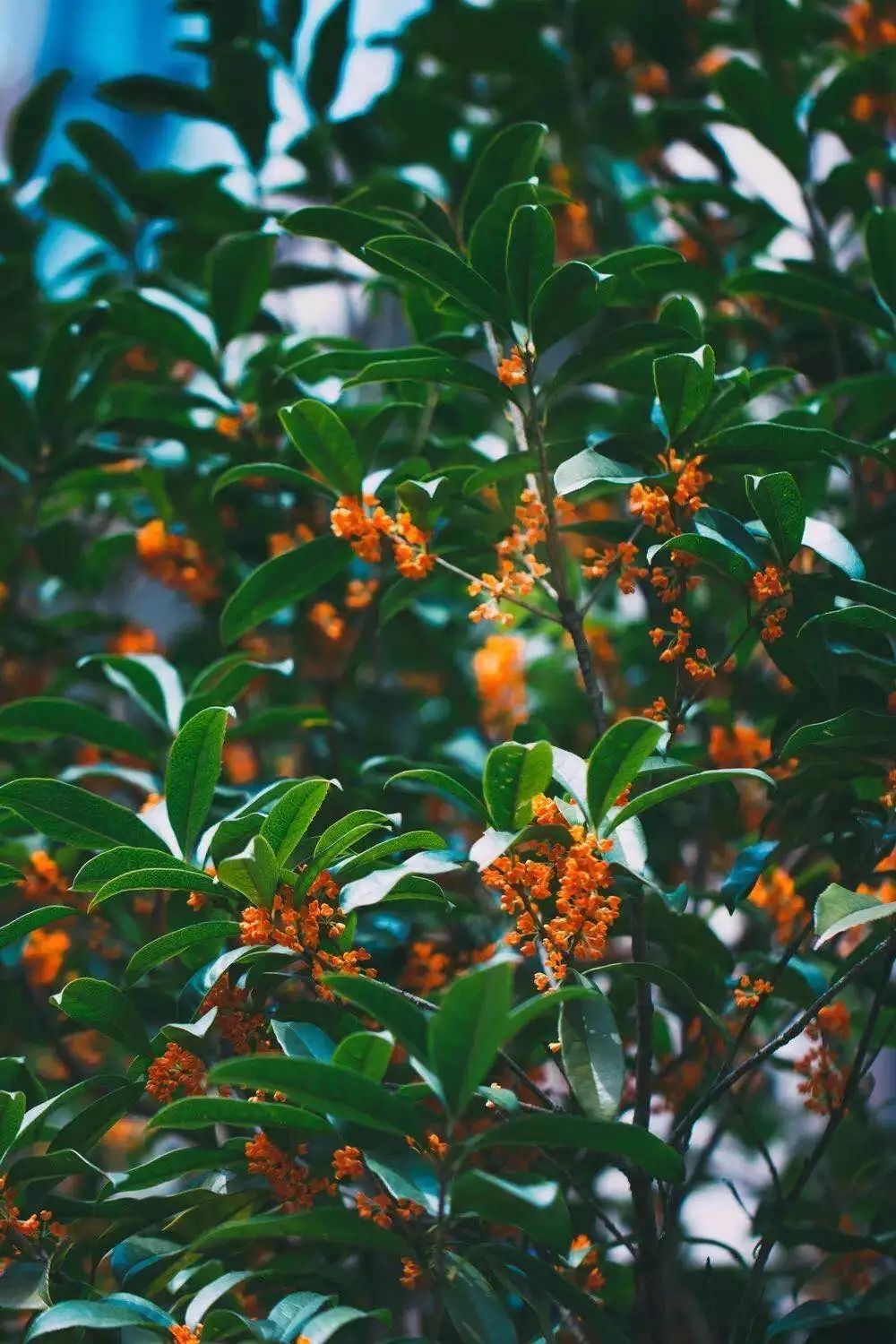 这条微信散发着淡淡的桂花香,又到金秋十月,丹桂飘香时