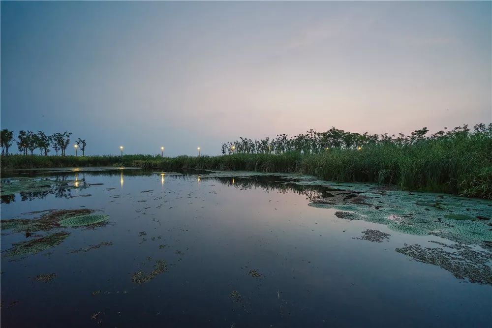 北上,记者便来到了有着"先秦时期国内第一胜景"之称的长洲苑湿地公园