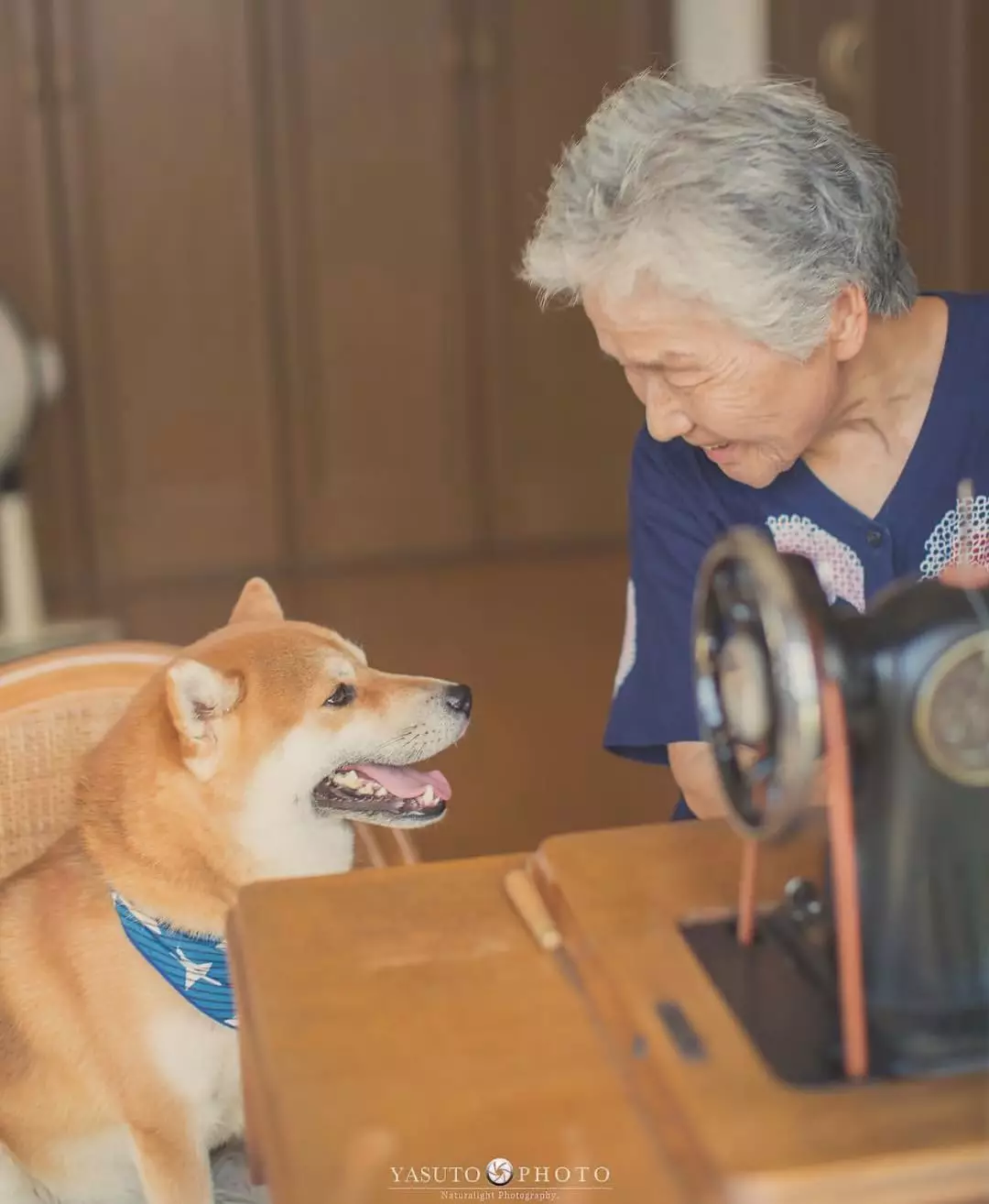 获赞16万!樱花树下奶奶和柴犬的照片,暖哭无数网友,瞬间被治愈