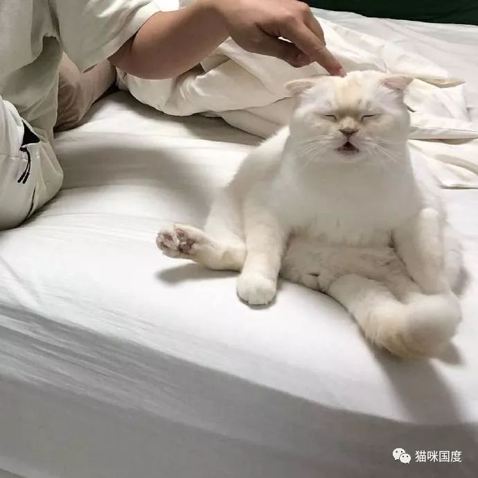 猫咪呆坐在床上,铲屎官碰了一下,猫咪表情好夸张