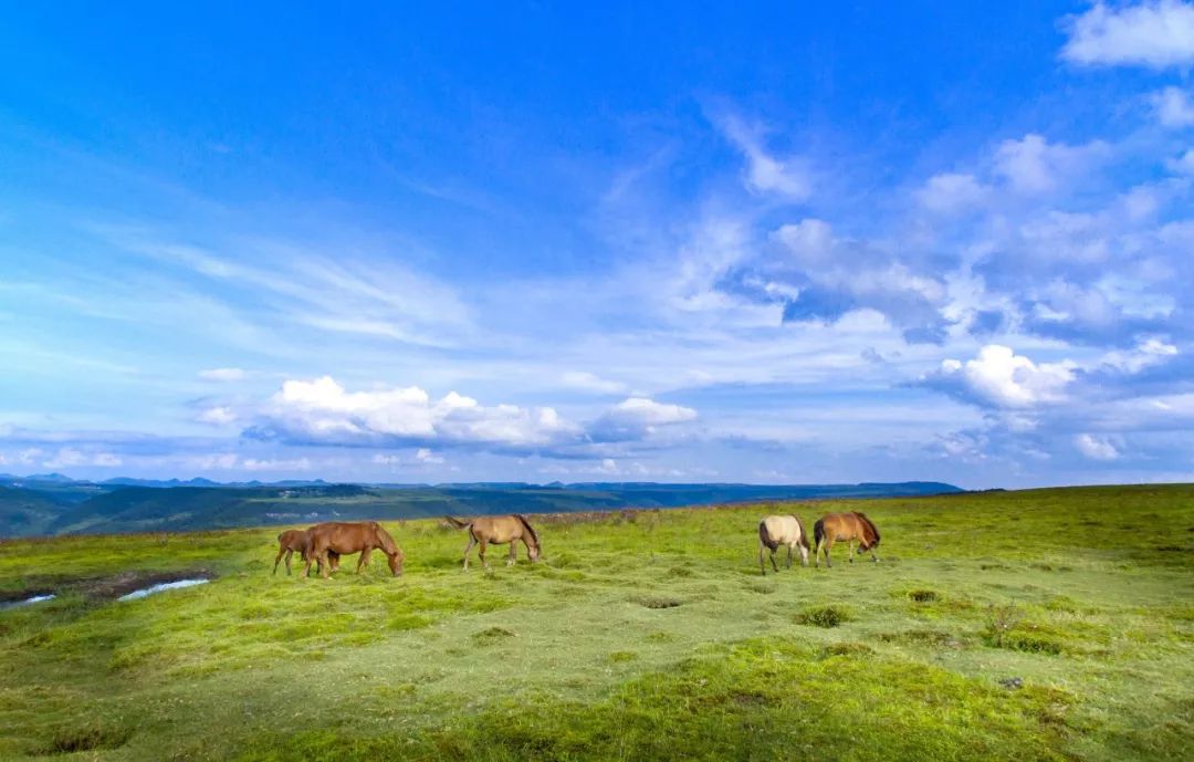 亮山坪,谷鸟坪,王寨坪等组成,是中国西南地区唯一的高山台地草原