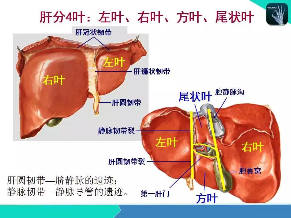 精品课件| 肝胆,门静脉解剖