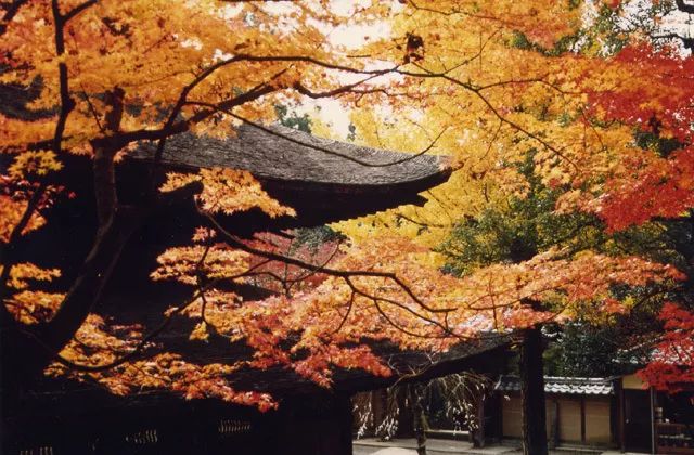 京都 名古屋 福冈 日本大众旅行地的小众赏红叶指南 时间