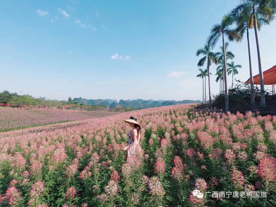 【赏花之旅】10月27日,28日,忻城薰衣草庄园赏百亩花海一日游,费用98