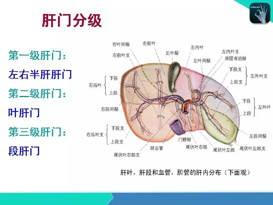 精品课件| 肝胆,门静脉解剖