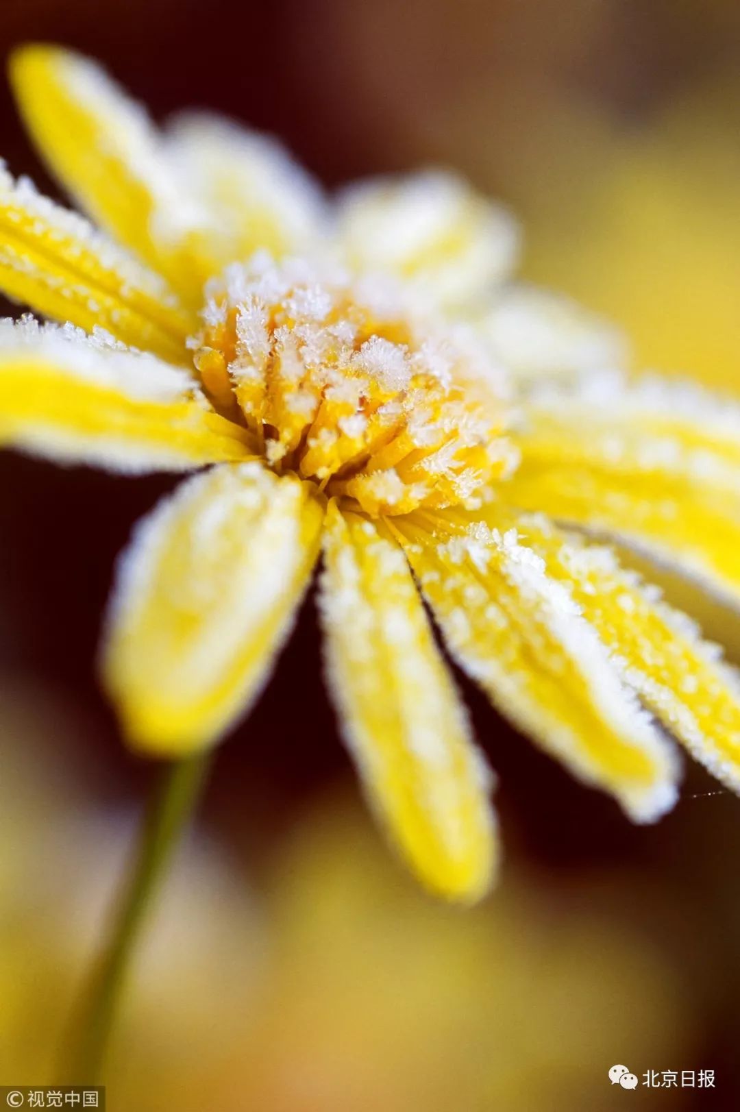 二十四节气 | 霜降_赏菊花