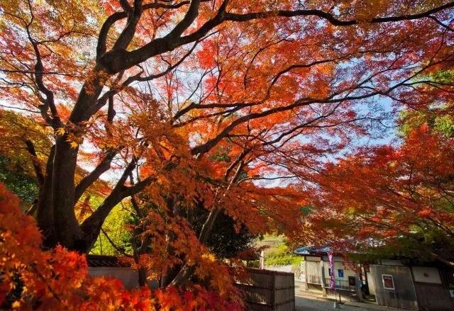 京都 名古屋 福冈 日本大众旅行地的小众赏红叶指南 时间