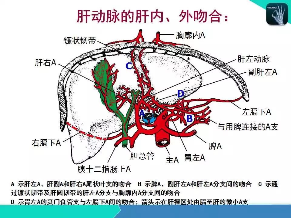 精品课件| 肝胆,门静脉解剖