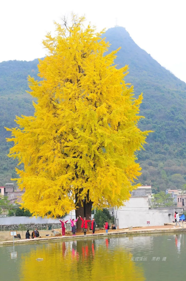 快黄了!告诉你清远连州,阳山银杏2018年最精确扫黄时间!