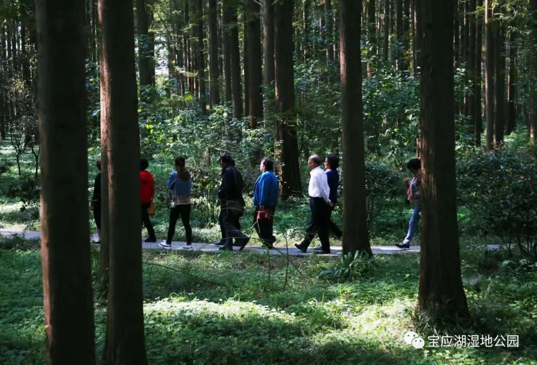 知识青年重返宝应湖国家湿地公园