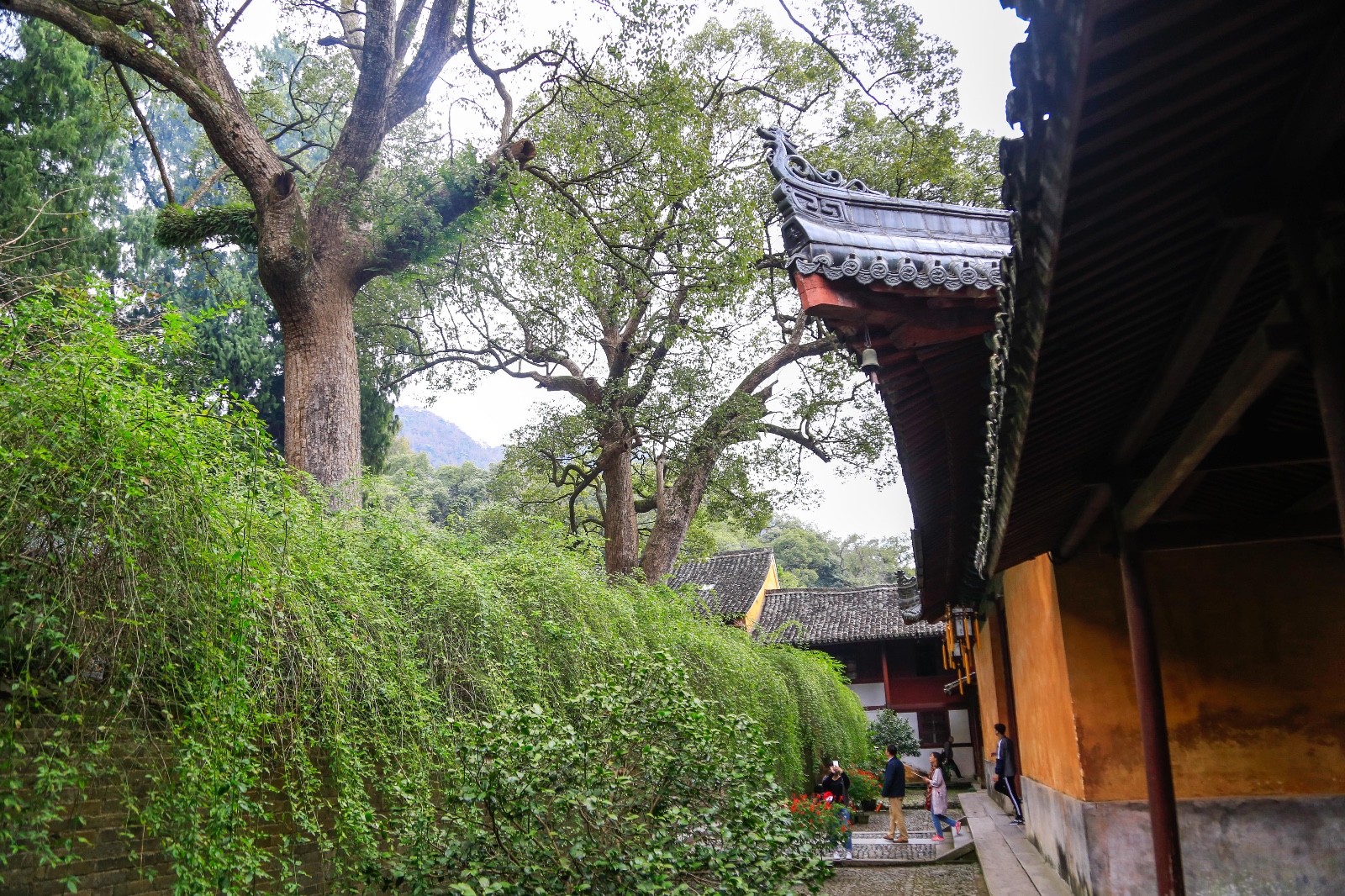 浙江天台千年古刹国清寺免费开放真正清修的佛门圣地