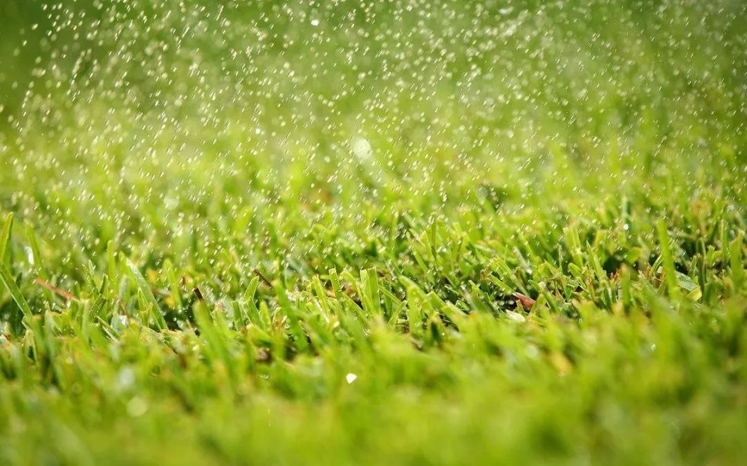 丨效果图 阳光草坪的草纷纷挂上了雨滴,娇妍动人,绿意点亮了整个世界.