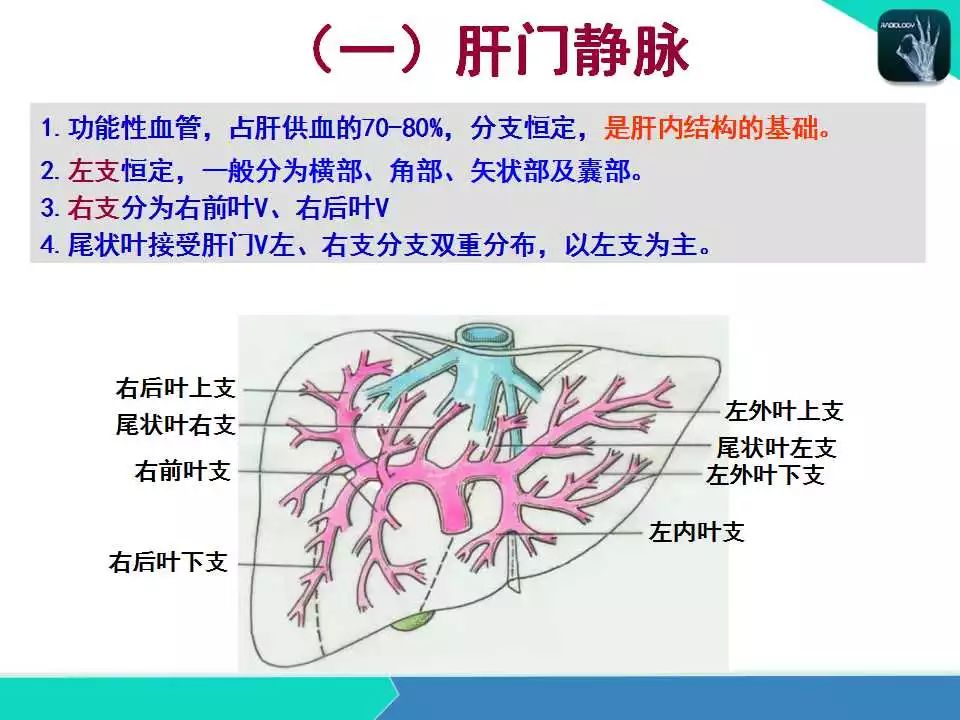 精品课件| 肝胆,门静脉解剖