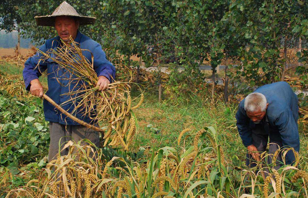 乡下农民农忙季节劳作8张图 这些农活您干过几样?