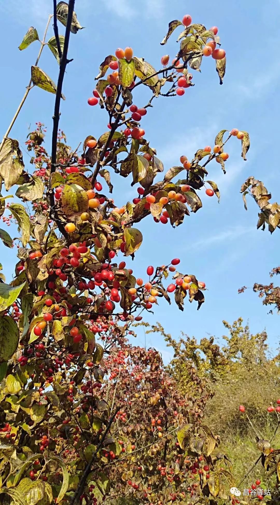 张亚玲 || 重阳节里寻茱萸