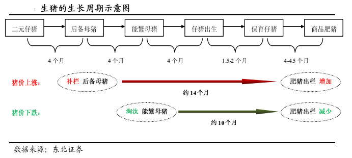 猪周期研究方法探索及猪价预测