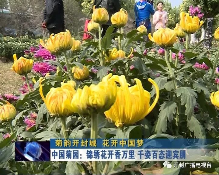 菊韵开封城花开中国梦中国菊园锦绣花开香万里千姿百态迎宾朋