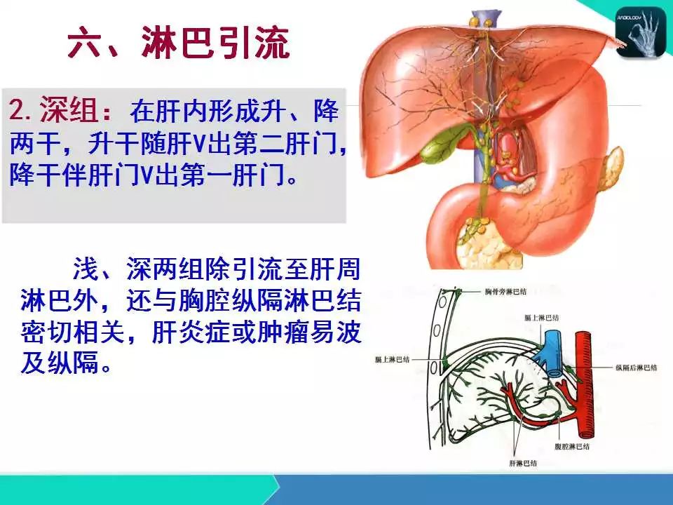 精品课件| 肝胆,门静脉解剖