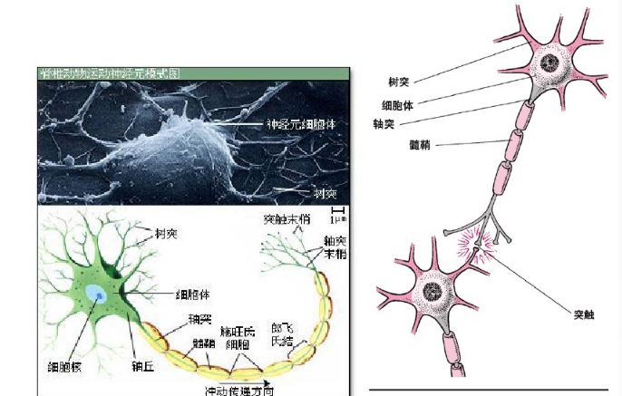 周围神经损伤的康复二