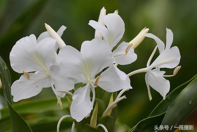 1 12 白姜花,黄姜花,金姜花及其颜色过渡.2018.10.