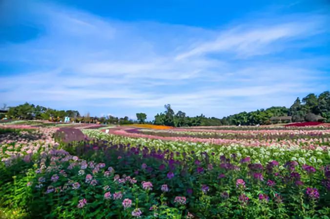 相约花漾石象湖,享受秋游慢时光_花海