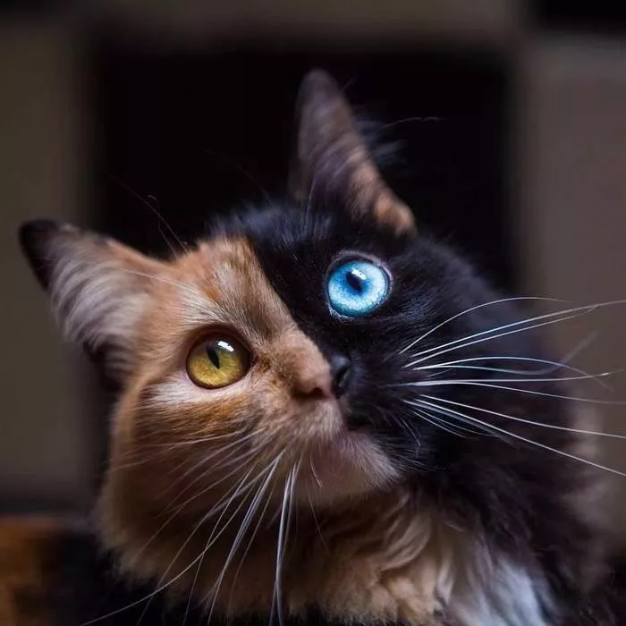 摄人心魄的黄蓝异瞳美猫——谁能读懂它背后的痛苦
