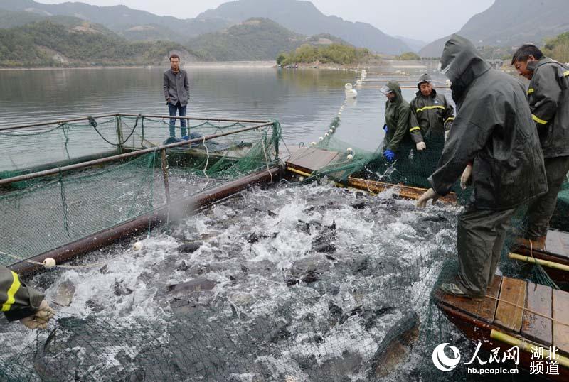 湖北保康:金秋时节鱼满舱 水美人喜丰收忙