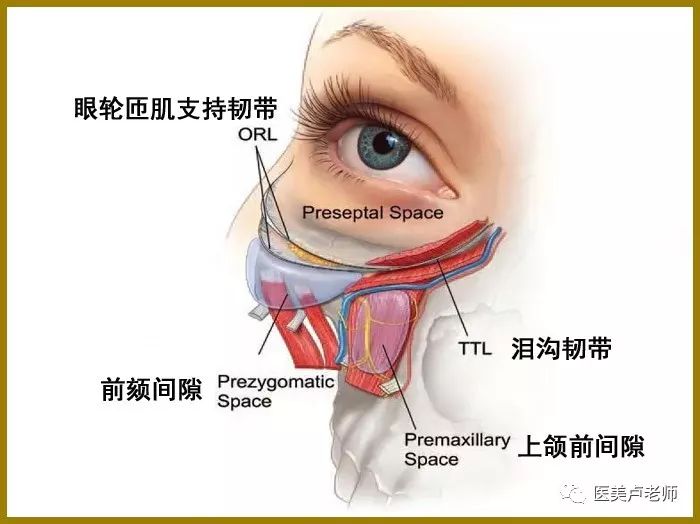 眼睑外翻常用的手术方法有下睑缩肌腱膜缝合法,眼轮匝肌缩短法等.