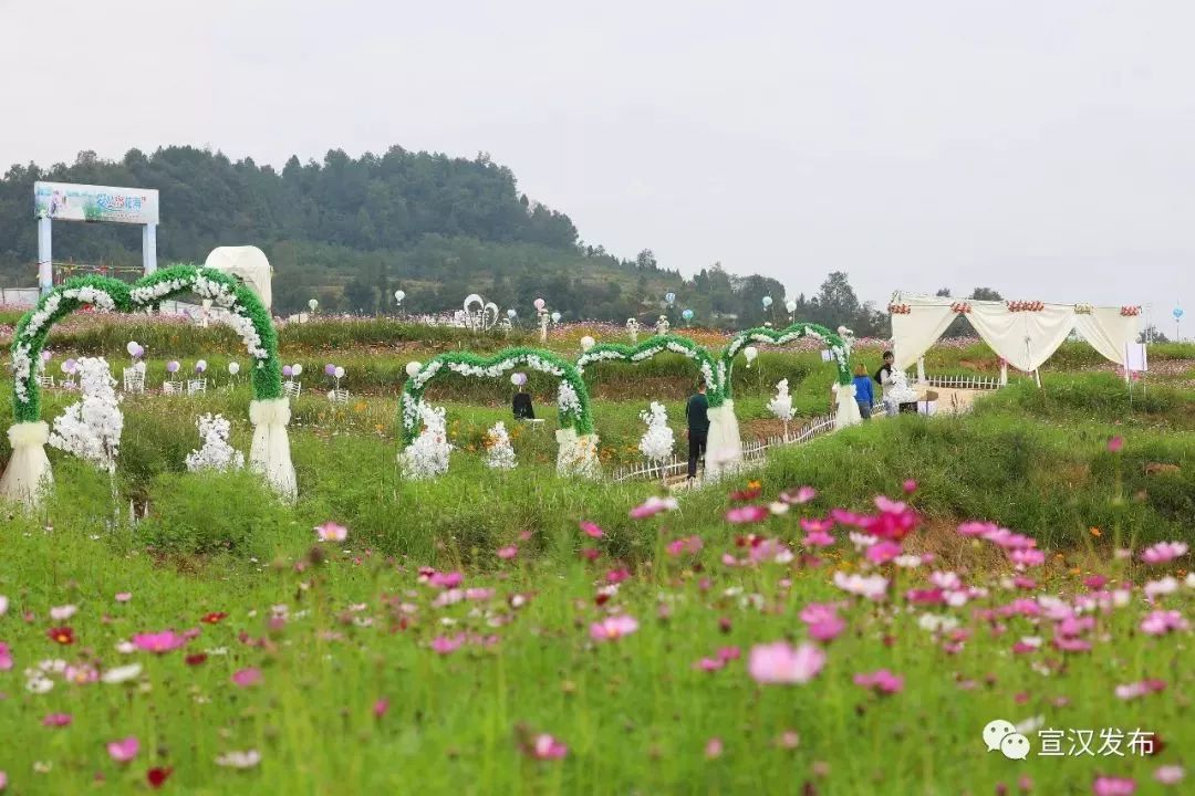 爱情岛花海,看那一片格桑花!